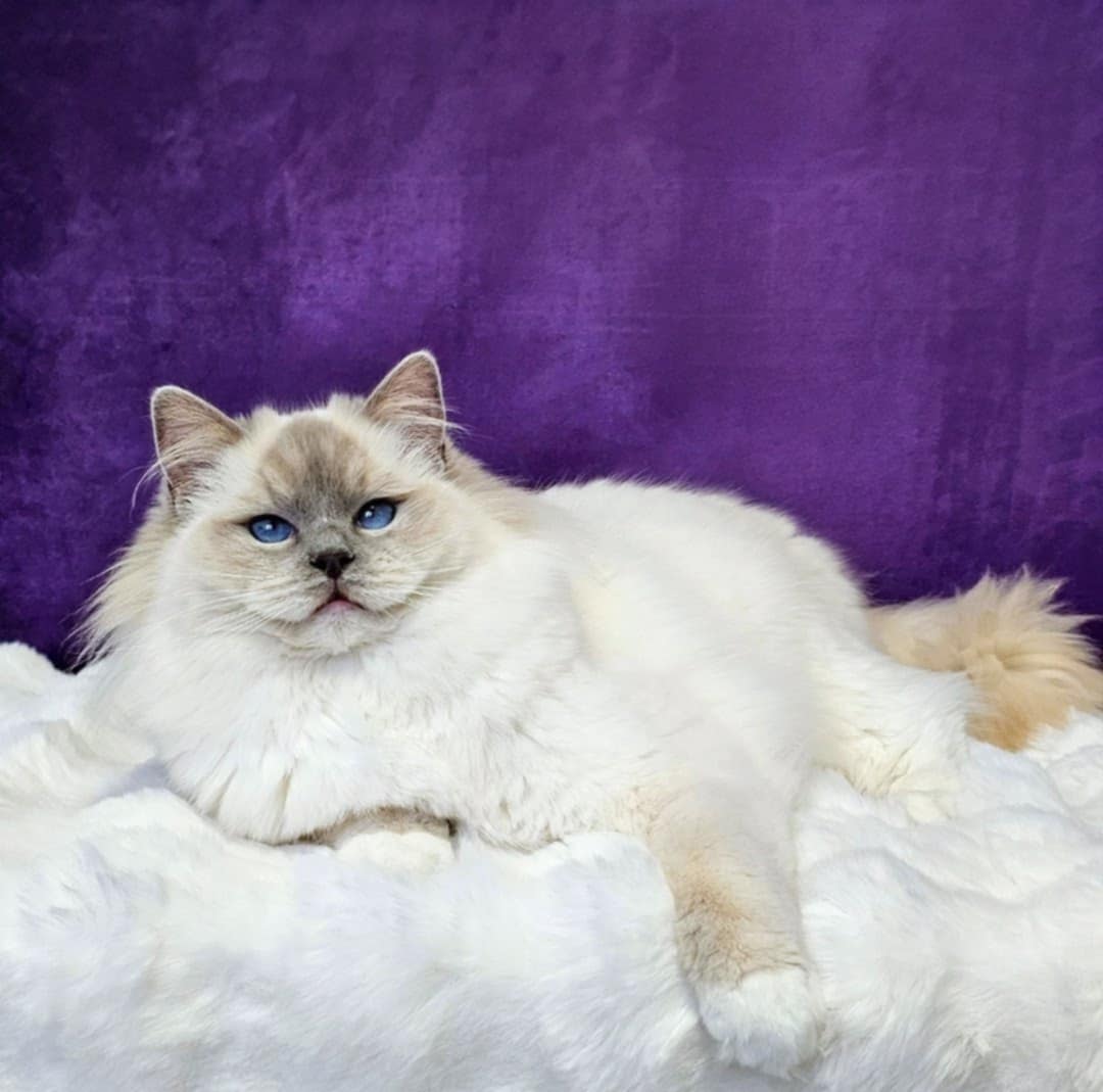SE*Cats of Kruger Chiquitita