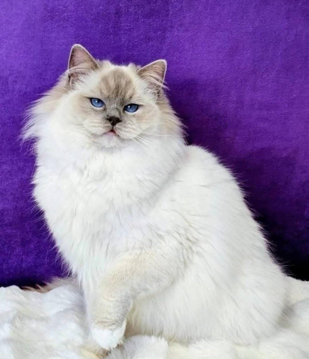 SE*Cats of Kruger Chiquitita