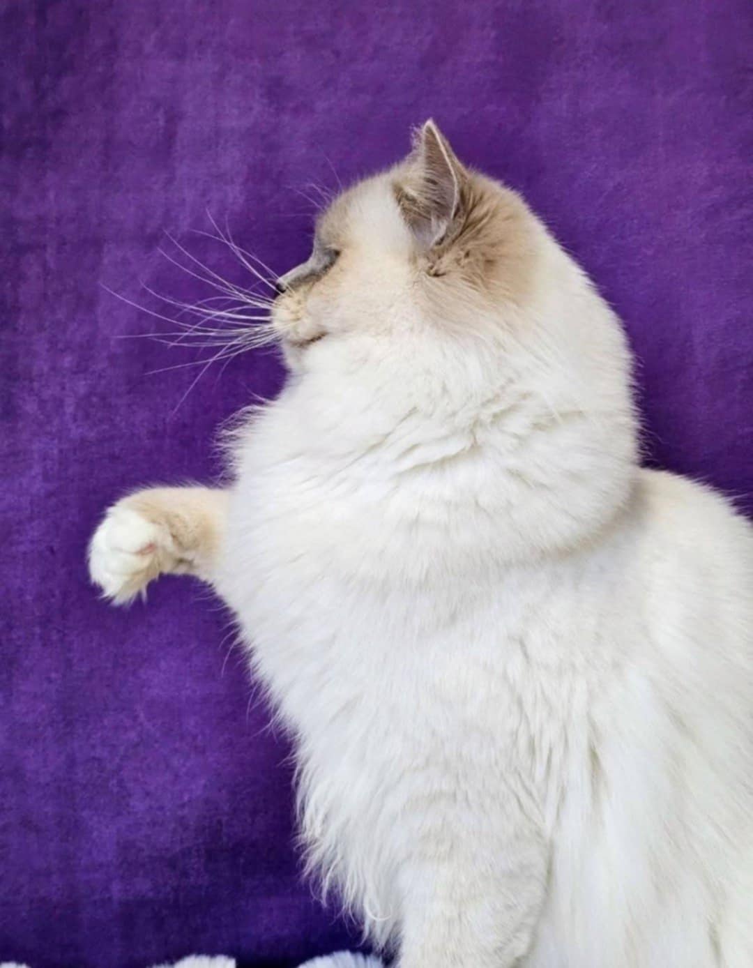 SE*Cats of Kruger Chiquitita