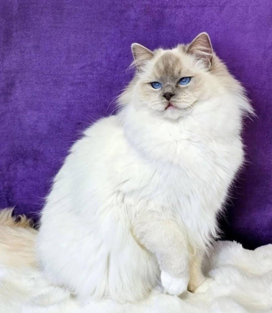 SE*Cats of Kruger Chiquitita