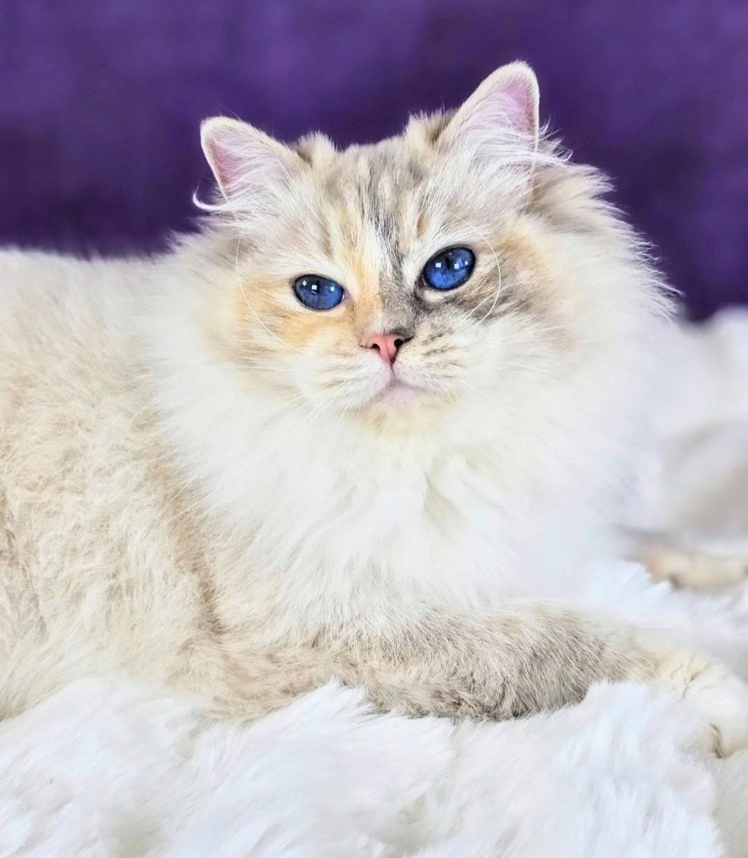 SE*Cats of Kruger Rainbow Dash