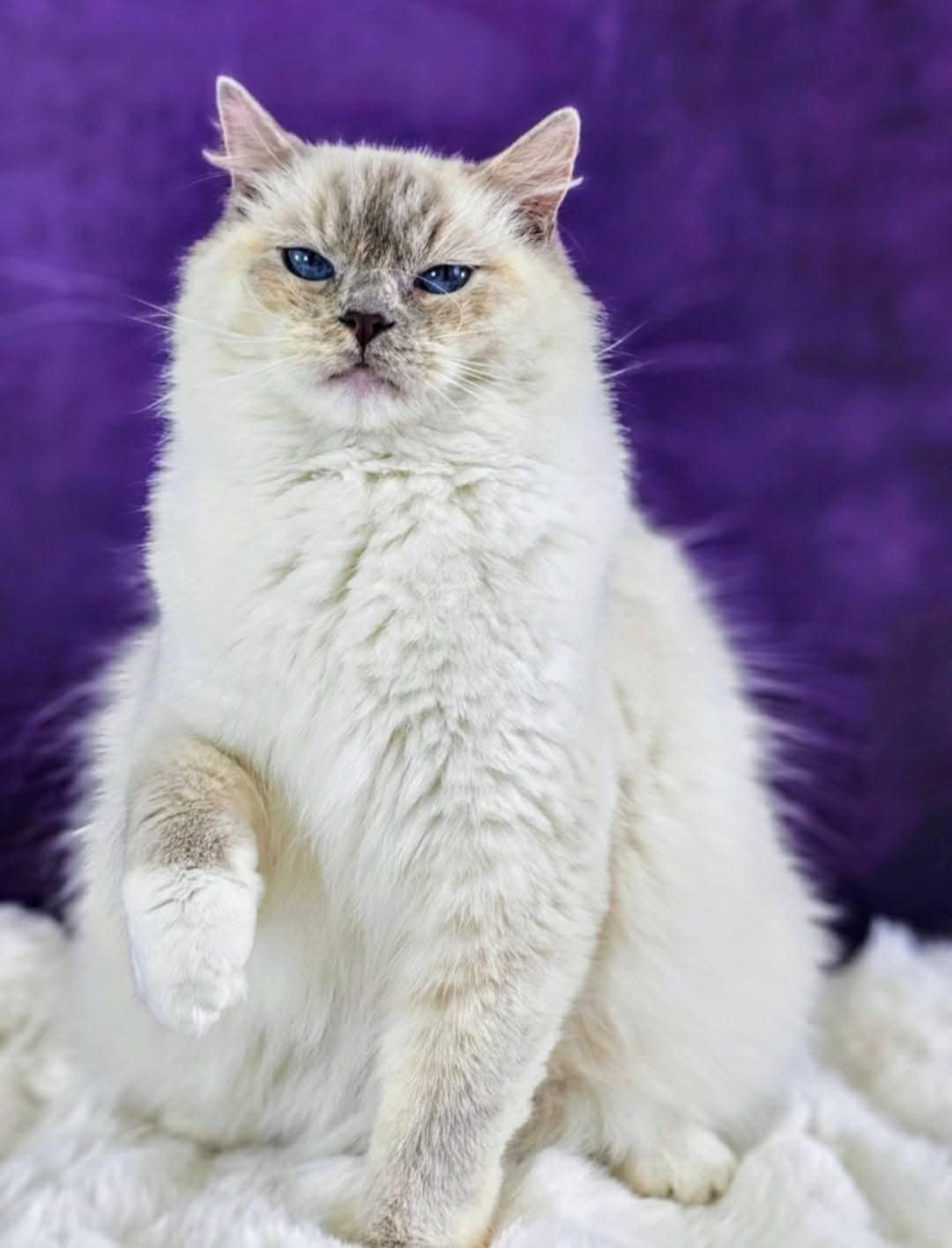 SE*Lydica´s Yoda